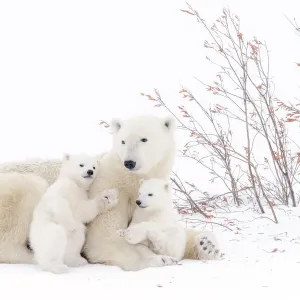 Die Mutter des Polarkängers (Ursus maritimus), liegt auf dem Tundraboden und spielt zwei neue geborene Welpen Die Mutter des Polarkängers (Ursus maritimus), liegt auf dem Tundraboden und spielt zwei neue geborene Welpen