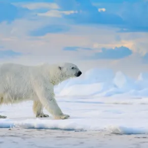 Arktischer Bären (Ursus maritimus), erwachsener Männchen auf schneebedecktem Eisschelf in Kanada Arktischer Bären (Ursus maritimus), erwachsener Männchen auf schneebedecktem Eisschelf in Kanada