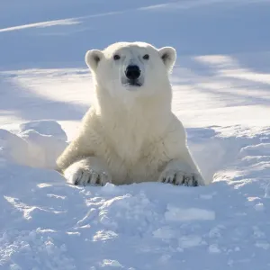 Arktischer Bär (Ursus maritimus) mit Hintergrundlicht aus der Fledermausgrotte in Kanada Arktischer Bär (Ursus maritimus) mit Hintergrundlicht aus der Fledermausgrotte in Kanada