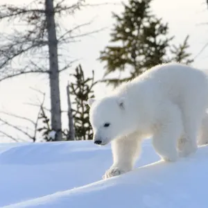 Arktischer Bär (Ursus maritimus), Kätzchen außerhalb und spielt herum, Kanada, Manitoba Arktischer Bär (Ursus maritimus), Kätzchen außerhalb und spielt herum, Kanada, Manitoba
