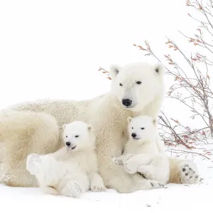 Arktischer Bär (Ursus maritimus), Mutter liegt auf schneebedecktem Tundraboden mit zwei neuen geborenen Arktischer Bär (Ursus maritimus), Mutter liegt auf schneebedecktem Tundraboden mit zwei neuen geborenen