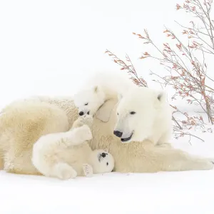 Prints of : Polar Bears