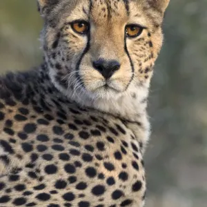 Porträt eines Cheetahs (Acinonyx jubatus), Südafrika, Limpopo-Provinz, Kruger-Nationalpark Porträt eines Cheetahs (Acinonyx jubatus), Südafrika, Limpopo-Provinz, Kruger-Nationalpark
