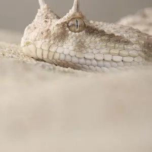 Horned Viper Print from Nature