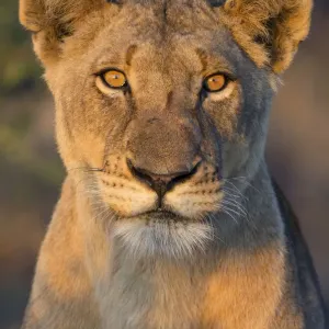 Porträt einer weiblichen Leopardenart (Panthera leo), Südafrika, Provinz Limpopo, Kruger-Nationalpark Porträt einer weiblichen Leopardenart (Panthera leo), Südafrika, Provinz Limpopo, Kruger-Nationalpark
