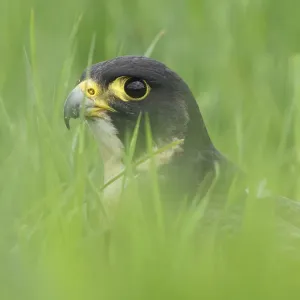 Porträt eines Falke Pfeilwings (Falco peregrinus) , Nordbrabant, Niederlande