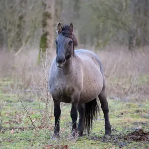 Schwangere Konik-Pferdin (Equus ferus caballus) Stute, Horsterwold, Stille Kern.