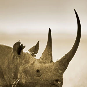 Side profile of Black Rhinoceros (Diceros bicornis) portrait, Kenya