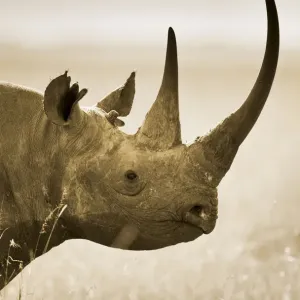 Rundblick des schwarzgefärbten Riesenrhinos (Diceros bicornis), Portrait, Kenia Rundblick des schwarzgefärbten Riesenrhinos (Diceros bicornis), Portrait, Kenia