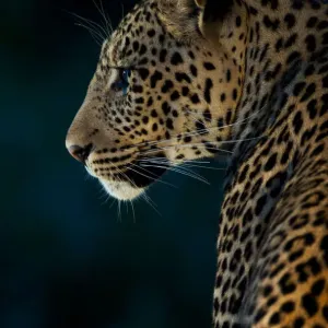 Side profile of leopard (Panthera pardus) at night, Botswana, Mashatu Game Reserve Side profile of leopard (Panthera pardus) at night, Botswana, Mashatu Game Reserve