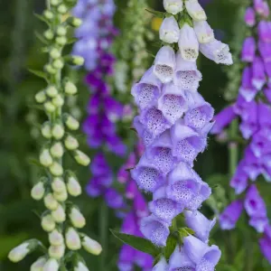 Purple Foxglove in Bloom, Redwood National Park Print Purple Foxglove in Bloom, Redwood National Park Print