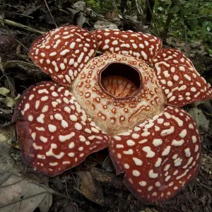 Rafflesia (Rafflesia Keithii) flower, Sabah, Borneo, Malaysia Rafflesia (Rafflesia Keithii) flower, Sabah, Borneo, Malaysia
