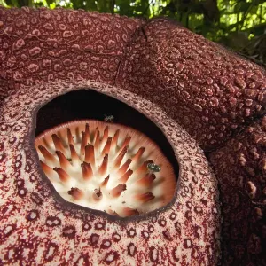 Rafflesia (Rafflesia Keithii) flower attracts flies, Sabah, Borneo, Malaysia Rafflesia (Rafflesia Keithii) flower attracts flies, Sabah, Borneo, Malaysia
