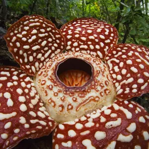 Rafflesia Pricei Print, Sabah Borneo Rafflesia Pricei Print, Sabah Borneo