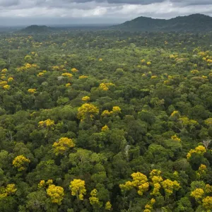 Waldgesellschaft mit blühenden Bäumen aus der Regenwaldzone in Guyana Waldgesellschaft mit blühenden Bäumen aus der Regenwaldzone in Guyana