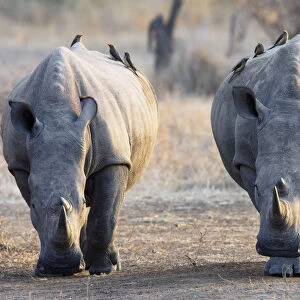 Red-billed Oxpeckers (Buphagus erythrorhynchus) perched on White Rhinoceros