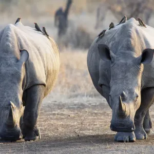 Rotbeak-Schreckvögel (Buphagus erythrorhynchus) saßen auf dem weißen Riesenrhino Rotbeak-Schreckvögel (Buphagus erythrorhynchus) saßen auf dem weißen Riesenrhino