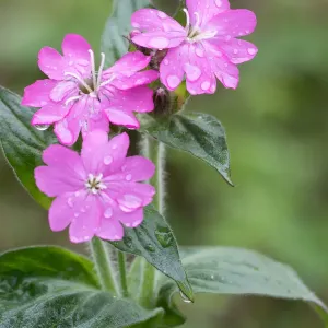 Campion Rojo (Silene dioica) cubierto de gotas de lluvia en close up, Duinen van Texel.