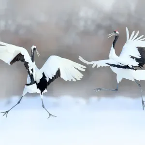 Red-crowned Crane Pair in Snow Print