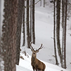 Red deer stag peering through trees in winter, Cairngorms, Scotland