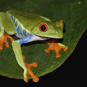 Prints of : Frogs and Toads