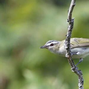 Red-eyed Vireo (Vireo olivaceus), Canada