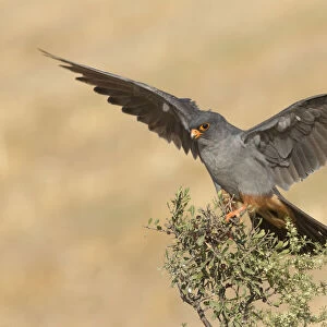 Red-footed Falcon (Falco vespertinus) male on top of a shrub with wings spread, Tal Shachar, Israel