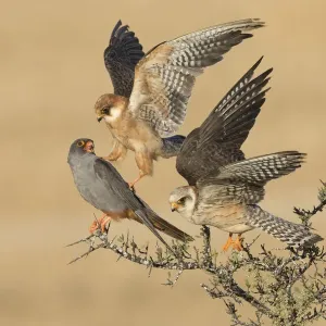 Zwei weibliche Rotfußgeier (Falco vespertinus) Erwachsene und ein männliches Tier auf einem Busch, Tal Shachar, Israel - Gewinner der Kategorie Vögel im Wildlife Photographer of the Year 2015-Wettbewerb unter dem Titel Die Gesellschaft von drei