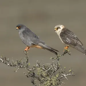 Rotbeinadlerpaar auf einem Busch gesessen. Weibchen links des Männchens. Fotografierung von Tal Shachar in Israel