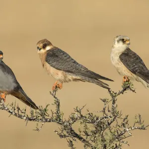 Rotfußfalke (Falco vespertinus), männlich weiblich und junger Vogel auf einem Busch sitzend in der Nähe von Tal Schacher im heutigen Israel