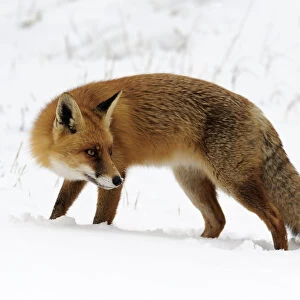 Red Fox (Vulpes vulpes) in snow, Noord-Holland, The Netherlands