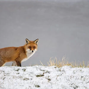 Red Fox (Vulpes Vulpes) in the snow, walking by and looking at camera, Roggebot, Dronten, Flevoland, the Netherlands