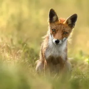 Red Fox (Vulpes vulpes) staring at the camera, Amsterdamse Waterleidingduinen