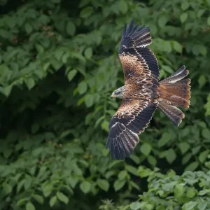 Rotfederente (Milvus milvus), gegen Bäume fliegt, Eifel, Deutschland