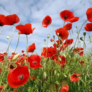 Red Poppy Field Print, Bursfelde, Germany Red Poppy Field Print, Bursfelde, Germany
