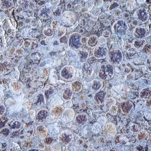 Beweise von Schnecken auf einem Schiffsschraubenspinnengitter am Hafen von IJmuiden aan Zee, Nordholland, Niederlande - Ehrenmenzione in der Kategorie des Abstracts im Groene Camera 2022 Foto-Wettbewerb