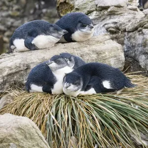 Felsvogelpinguin (Eudyptes chrysocome) Jungtiere auf Grasbüscheln in der Nestung ruhen, Falklands Felsvogelpinguin (Eudyptes chrysocome) Jungtiere auf Grasbüscheln in der Nestung ruhen, Falklands