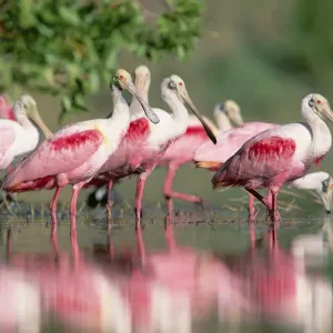 Rotes Beuteladler (Platalea ajaja), Schwarm im Teich, am Küstenabschnitt von Texas nahe Galveston Rotes Beuteladler (Platalea ajaja), Schwarm im Teich, am Küstenabschnitt von Texas nahe Galveston