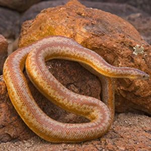Rosy Boa (Lichanura trivirgata), Arizona