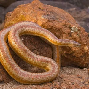 Arizona Rosy Boa Print