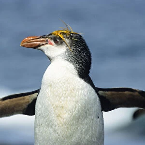 Royal Penguin (Eudyptes schlegeli), Macquarie Island, Antarctica