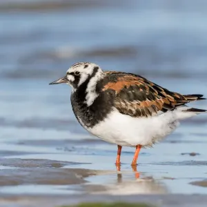 Ruddy Turnstone (Arenaria interpres) standing on the beach, Texel, Noord-Holland