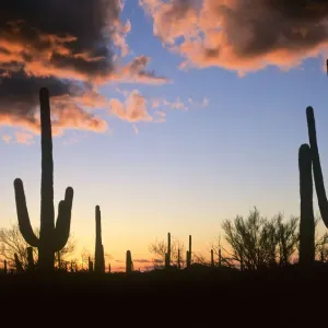 Saguaro (Carnegiea gigantea) cacti at sunset, Saguaro National Monument, Arizona Saguaro (Carnegiea gigantea) cacti at sunset, Saguaro National Monument, Arizona