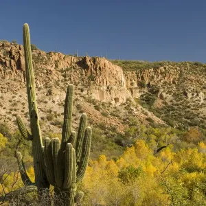 Saguaro (Carnegiea gigantea) cactus and fall colored trees, Sierra Ancha Wilderness Saguaro (Carnegiea gigantea) cactus and fall colored trees, Sierra Ancha Wilderness
