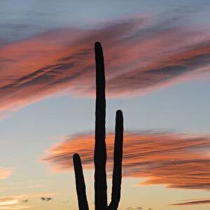Saguaro (Carnegiea gigantea) cactus at sunset, Organ Pipe Cactus National Monument