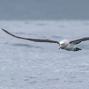 Salvins Albatross (Thalassarche salvini) flying near the coast above the ocean
