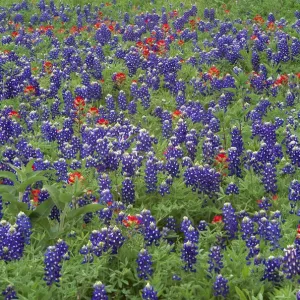 Hill Country Sand Bluebonnet and Paintbrush Print Hill Country Sand Bluebonnet and Paintbrush Print