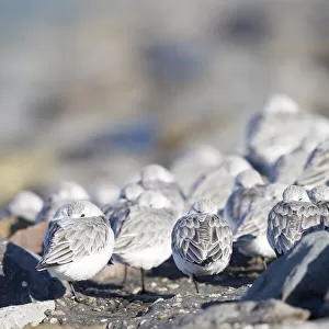 Sanderling (Calidris alba) group resting at the Brouwersdam, Brouwersdam, Zuid-Holland, The Netherlands