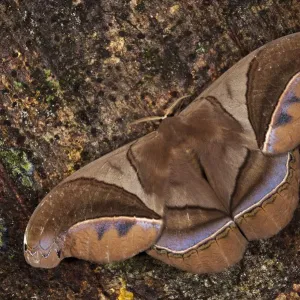 Sattelmotter (Saturniidae), Yasunipark, Regenwald des Amazonas, Ecuador Sattelmotter (Saturniidae), Yasunipark, Regenwald des Amazonas, Ecuador