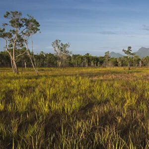 Savanna landscape, Rupununi, Guyana
